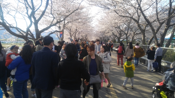 지난해 황산공원 일대에서 개최된 벚꽃축제.