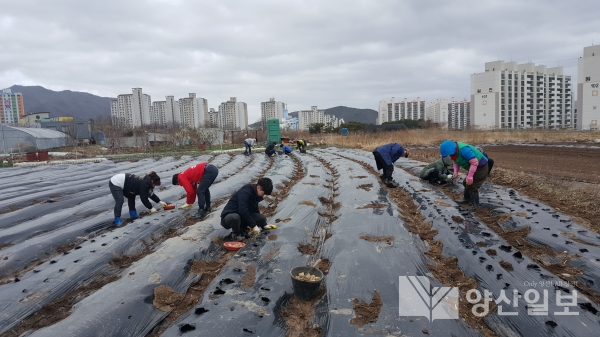 지난 20일 소주동행정복지센터는 불우이웃을 위한 '사랑의 감자 파종' 행사를 실시했다.