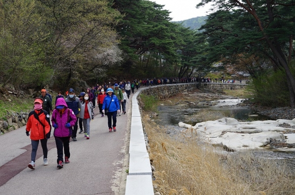 지난 6일 열린 ‘제6회 통도사순례 가족사랑 건강걷기대회’에서 시민 등 2000천여 명이 통도사 산문주차장을 지나 7㎞ 코스를 산책하듯 걷고 있다.