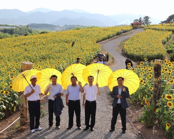함안군 법수면 강주마을 일원에서 해바라기 축제가 열린다 (사진제공=함안군)