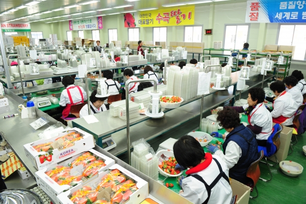 진주시는 한 농산물전문생산단지 운영실태 평가에서 15개 단지 중 13개 단지가 최우수단지로 선정되는 쾌거를 이뤘다(사진제공=진주시)