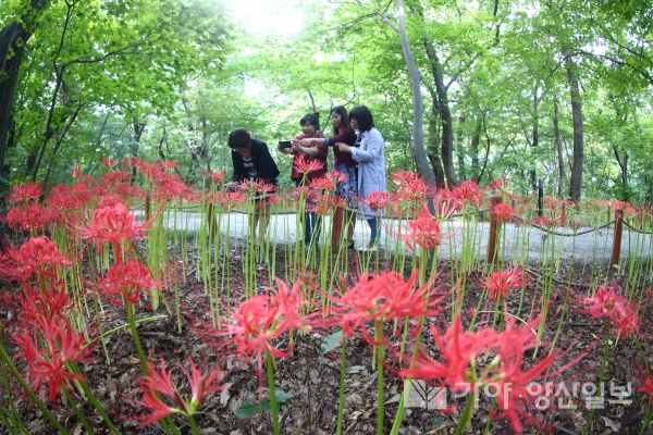 경남 함양군의 천년 숲 '상림공원'에서는 9월10일을 전후로 가을꽃으로 유명한 꽃무릇이 피어나기 시작해 붉은 융단이 깔린다.