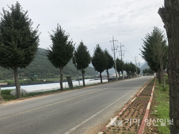 밀양시는 산외면 본촌마을 3㎞에 이르는 도로변에 '송엽국'을 식재했다.