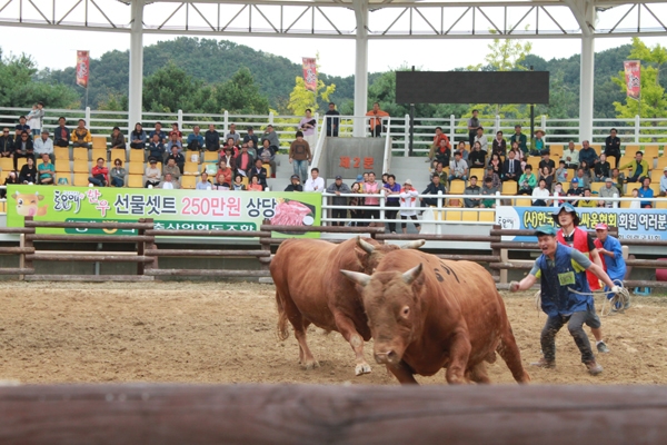 지난 24일 제15회 추석맞이 의령 민속소싸움대회가 열리고 있다.(사진=신정윤 기자)