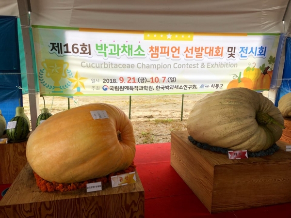 '제16회 박과채소 챔피언 선발대회'의 영예의 대상 광주시 박종학·박경미씨의 슈퍼호박