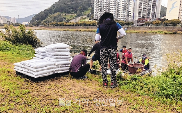 양산시는 장기간 퇴적돼 있는 유니성 오니로 갈수기 부영양화 및 수질 악화를 에방하기 위해 양산천 본류와 지천인 유산천, 회야강 일대에 저질개선제를 살포한다.