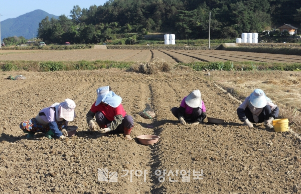 남해 마늘 75% 정도가 논에 파종돼 벼 수확이 끝나면서 본격적인 마늘 파종시기에 접어든다.