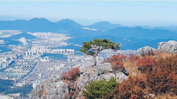 청천 대암송 창원 대암산에 소나무가 가을의 위세에도 꿋꿋하게 버티며 사철 푸른 기상을 선사하고 있다 양삼운 선임기자