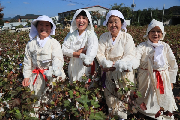 산청군은 목면시배유지에서 제 12회 산청목화축제를 연다