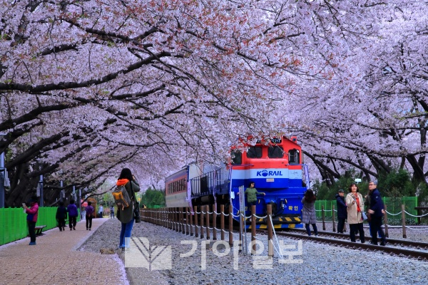 경상남도 창원시 진해구 경화역 군항제 벚꽃이 만개해 있다. 올해 문화관광체육부 첫 '지역특화 관광콘텐츠 공모사업'의 생태녹색관광 부문에 선정됐다.(사진제공=경남도)