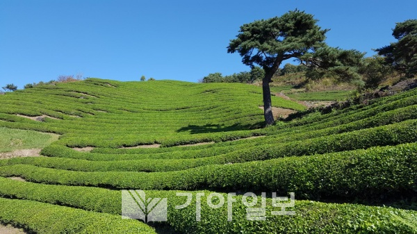 경남 하동군 전금차밭(사진제공=경남도)