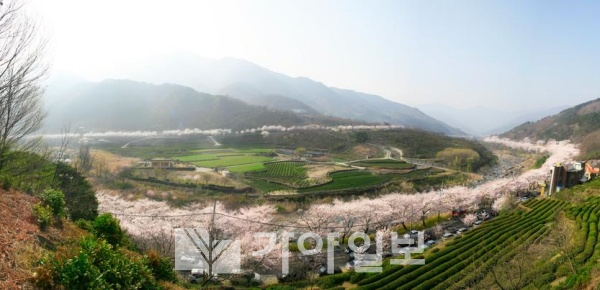 하동군 화개면 십리벚꽃길(사진제공=하동군)