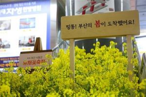 ‘찾아가는’ 부산낙동강 유채꽃축제, 온라인에서 진행중